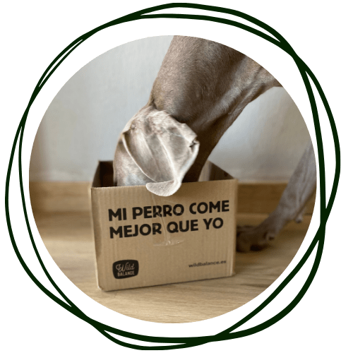 Mi perro come mejor que yo